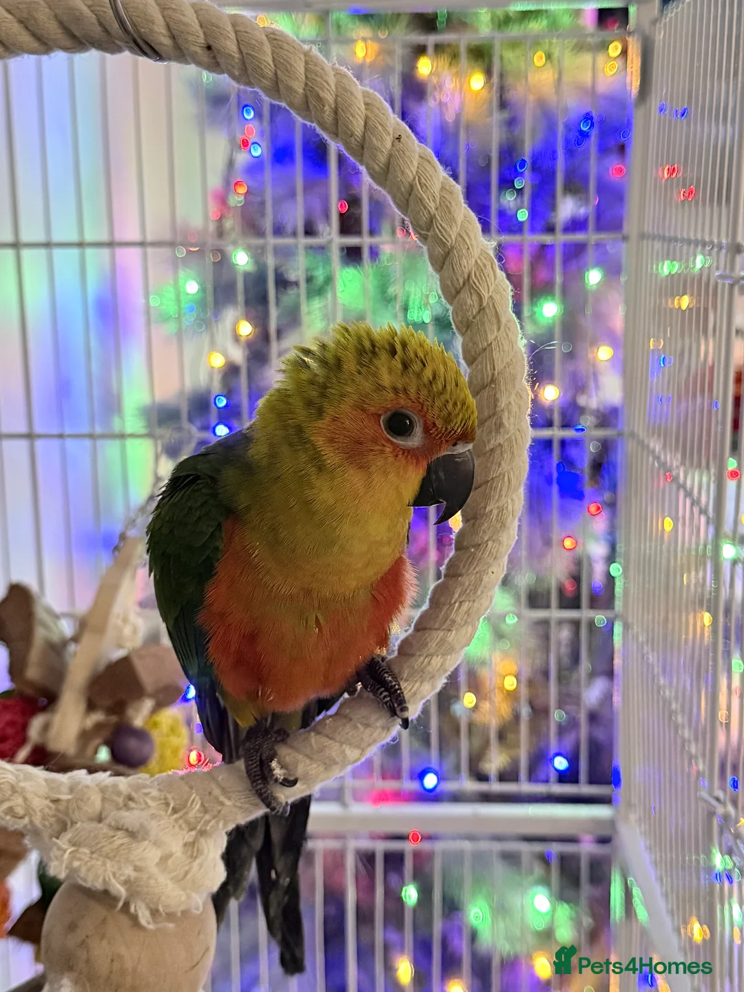 Conures birds for sale: Hand reared Jenday conure - Advert 1