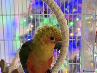 Conures birds Hand reared Jenday conure - Advert 1