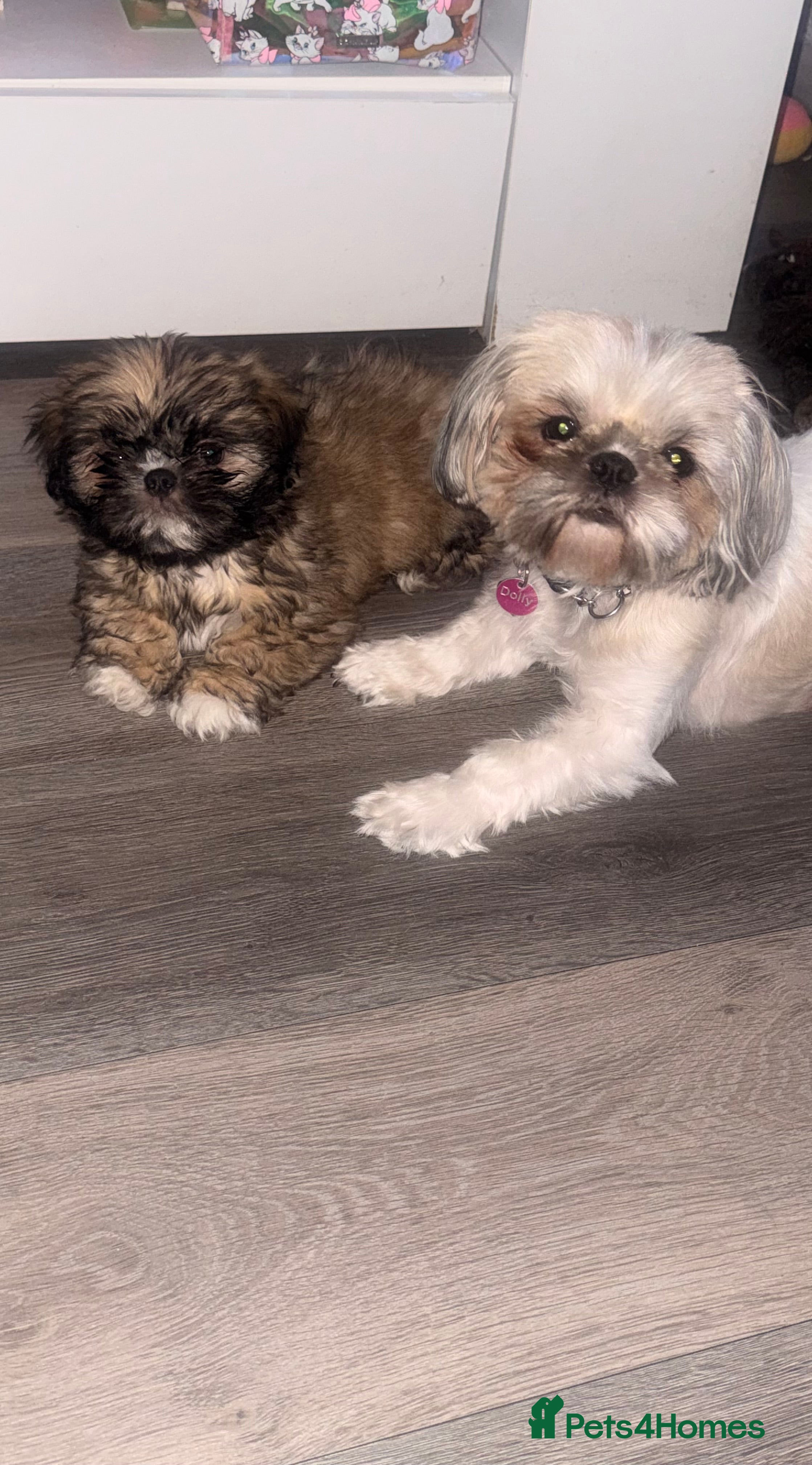 Shih Tzu dogs 🩷 QUALITY SHIH TZU PUPPIES, Ready 27th February🩷 - Advert 6