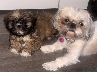 Shih Tzu dogs 🩷 QUALITY SHIH TZU PUPPIES, Ready 27th February🩷 - Advert 6