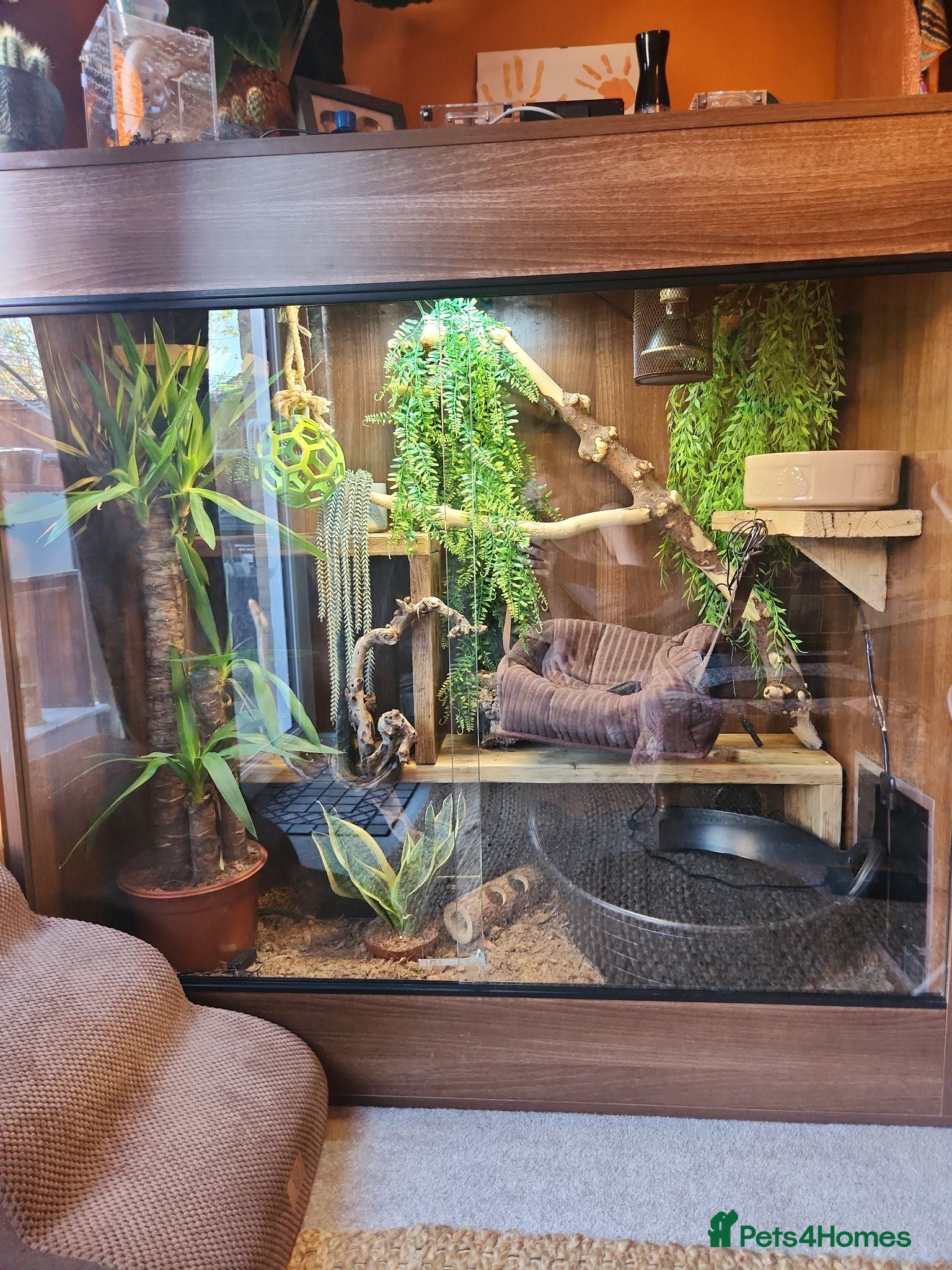 Python Snake reptiles Superdwarf reticulated python and large set up - Advert 3