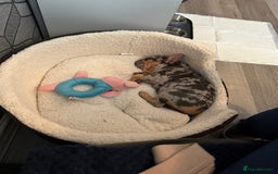French Bulldog dogs for sale: female french bulldog  - Image 3