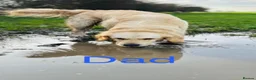 Golden Retriever dogs for sale: Golden retriever puppy’s - Advert 2