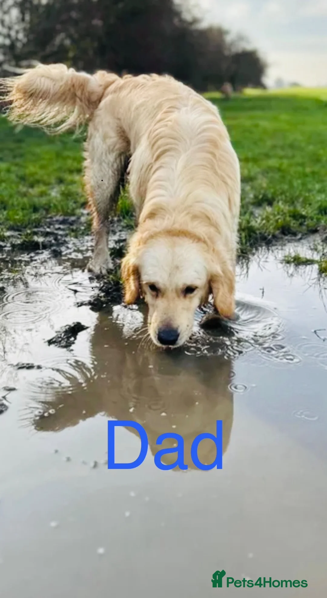 Golden Retriever dogs for sale: Golden retriever puppy’s - Advert 2
