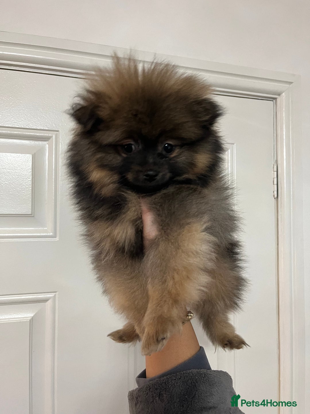 Pomeranian dogs for sale: Last boy Pomeranian  - Advert 1