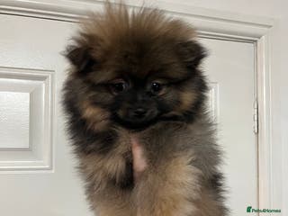 Pomeranian dogs Last boy Pomeranian - Advert 9