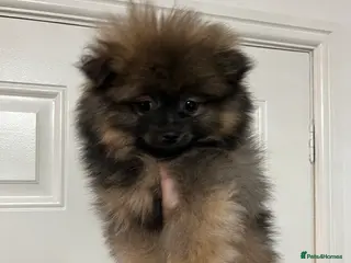 Pomeranian dogs Last boy Pomeranian - Advert 14