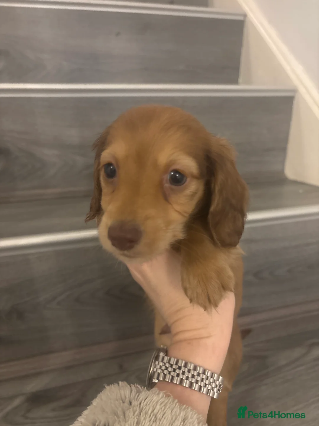 Miniature Dachshund dogs for sale: Long haired cream Puppies  - Advert 16
