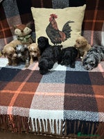 Cavapoo dogs - Advert 7
