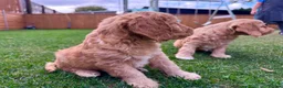 Mixed Breed dogs for sale: Beautiful Schnoodle Babies 🐾🐾🐾 - Advert 15