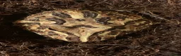 Frog reptiles for sale: Pac-Man frogs cb26  - Advert 10
