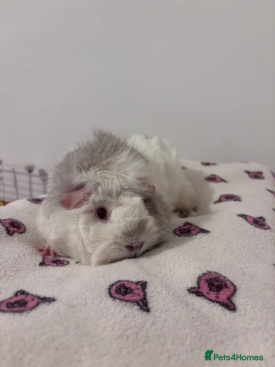 Guinea Pig rodents for sale: Darcy and Daphne - Looking for their forever home - Advert 2