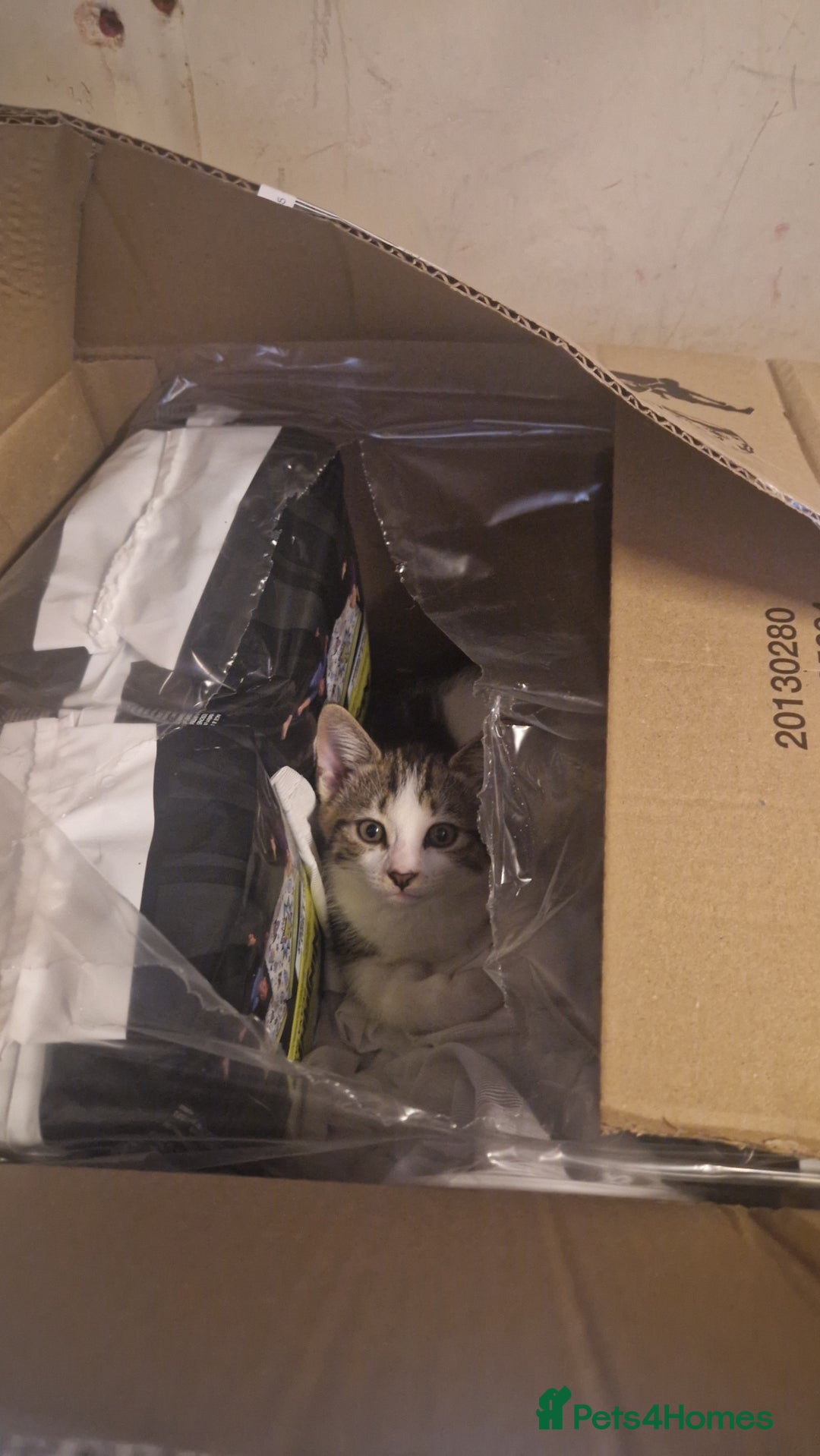 Mixed Breed cats for sale: 🐾 Three Charming Gentlemen Looking for Homes! 🐾 - Image 13