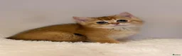 British Shorthair cats for sale: Golden & Silver BSH. 100% Pure pedigree Registered - Advert 13