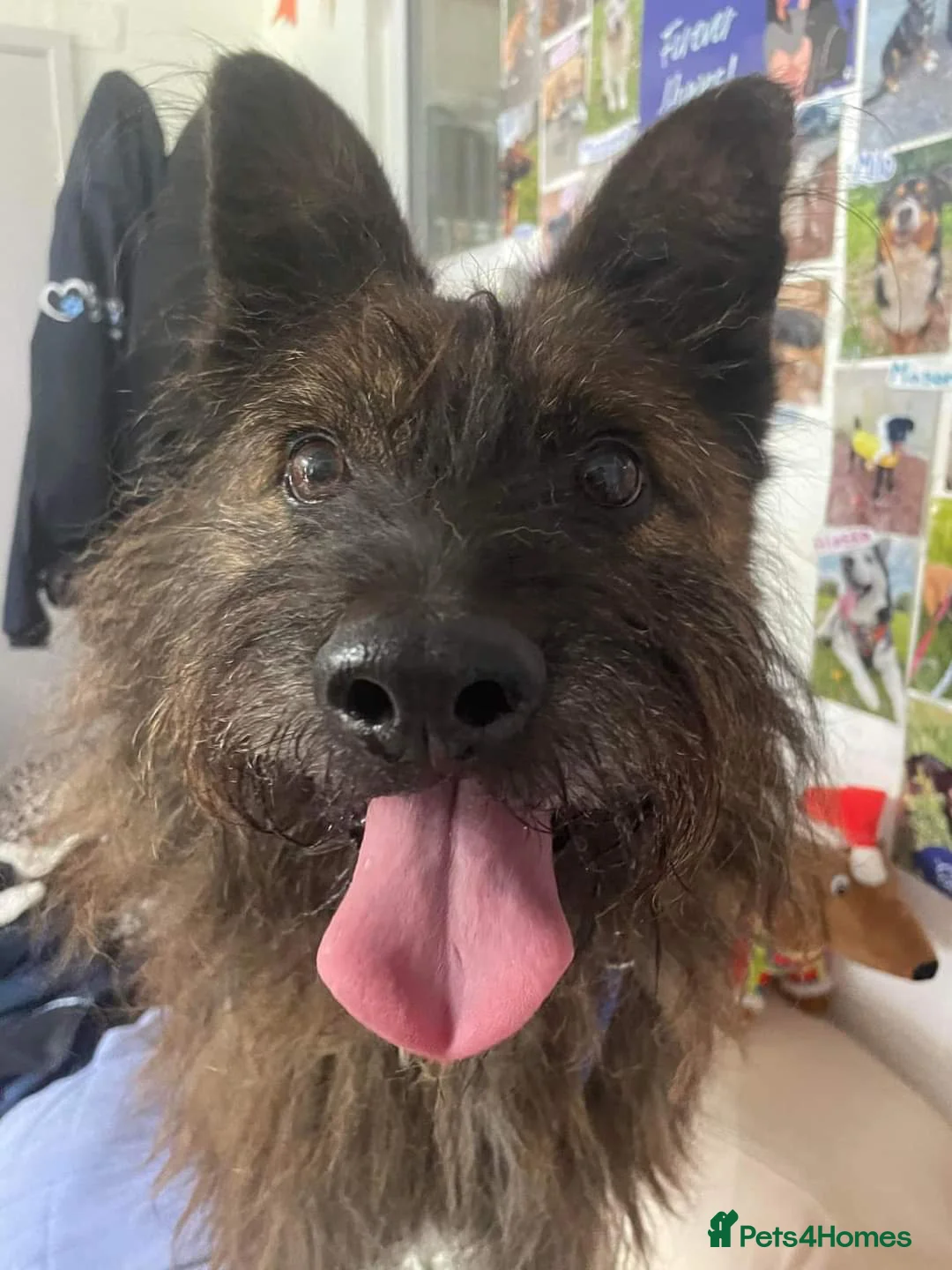 Mixed Breed dogs for adoption: Meet Aran, currently residing in Cheshire  in Nantwich - Advert 7