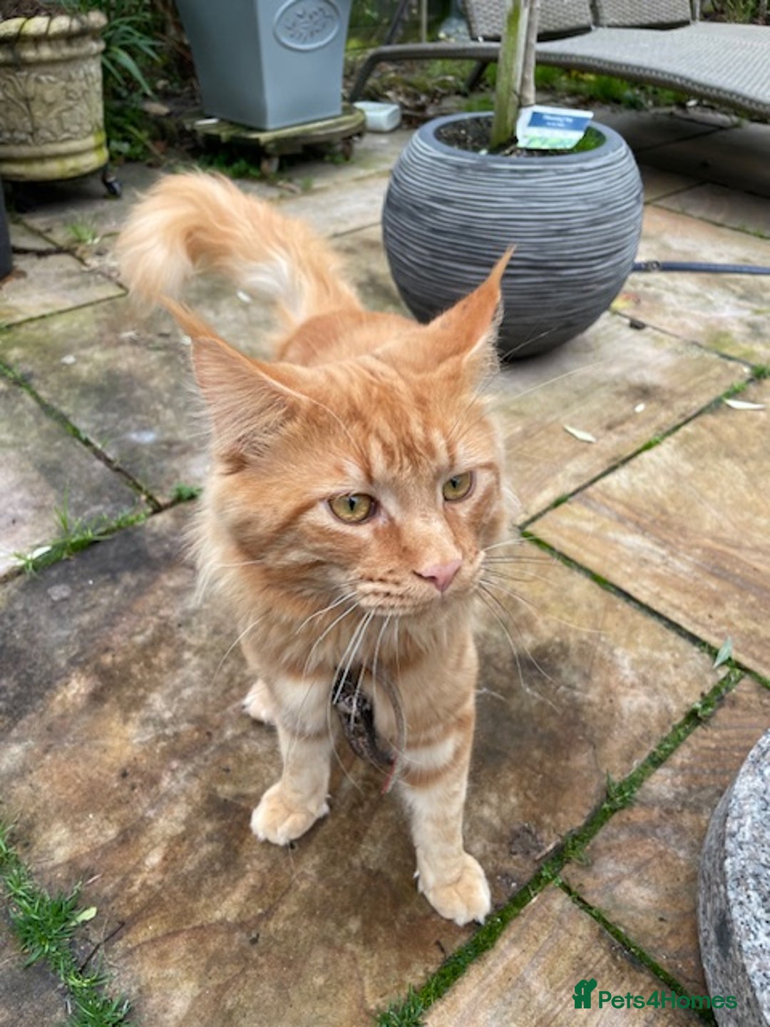 Maine Coon cats for sale: PURE BREED MAINE COON BOY - Advert 1