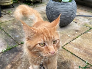 Maine Coon cats PURE BREED MAINE COON BOY - Advert 1