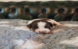 English Springer Spaniel dogs for sale: Kc Reg English Springer spaniel boys in Dorchester - Image 25
