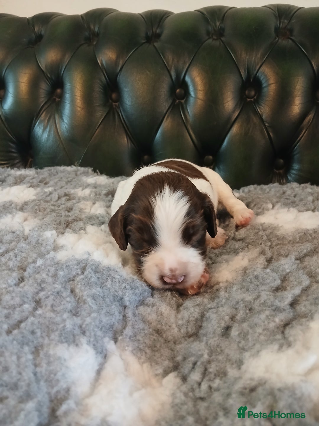 English Springer Spaniel dogs for sale: Kc Reg English Springer spaniel boys in Dorchester - Image 25