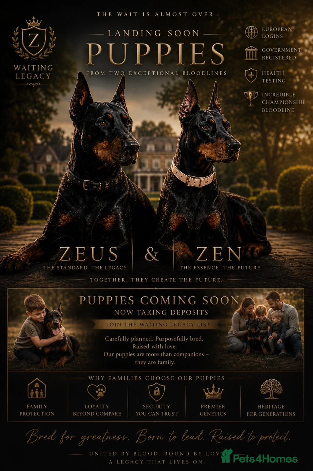 Dobermann dogs for sale: Waiting List Open | KC European Doberman Puppies in Hemel Hempstead - Advert 2