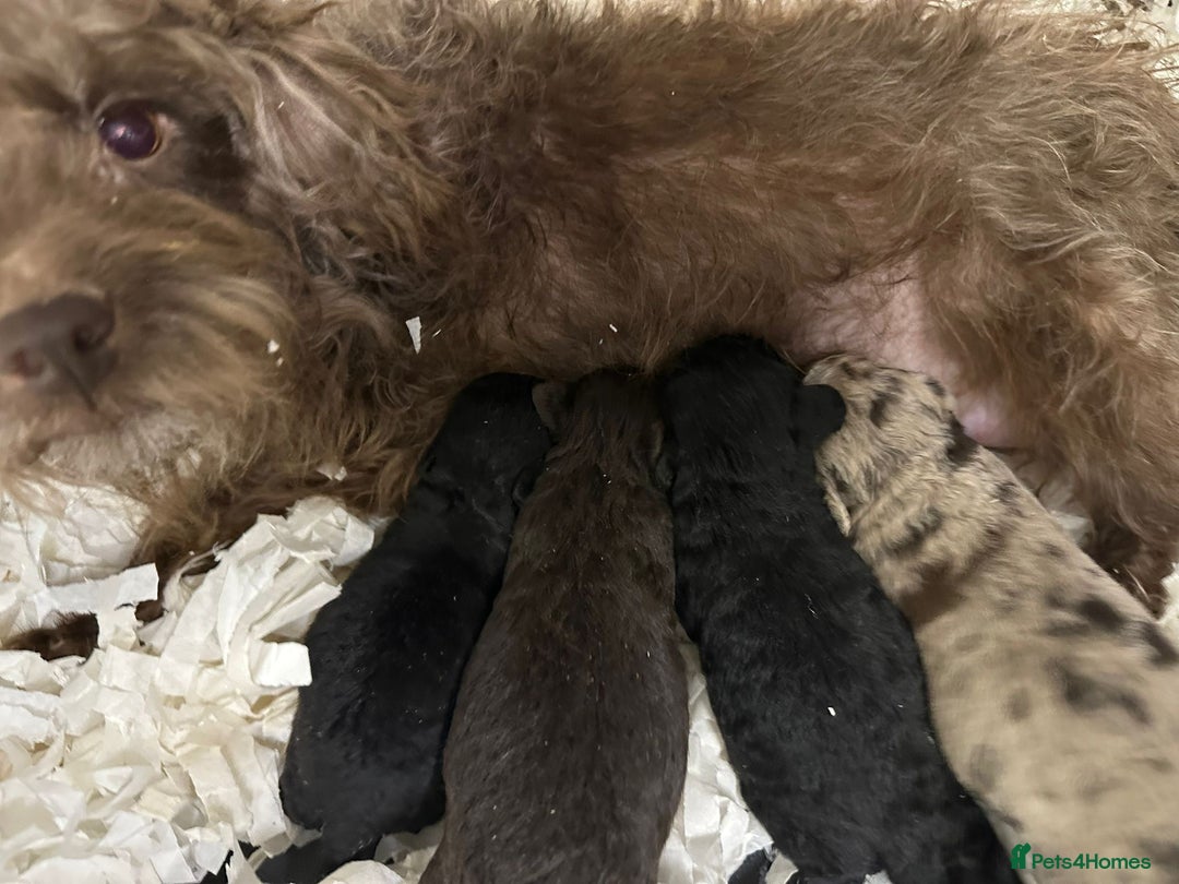 Mixed Breed dogs for sale: Patterpoo's - Advert 1