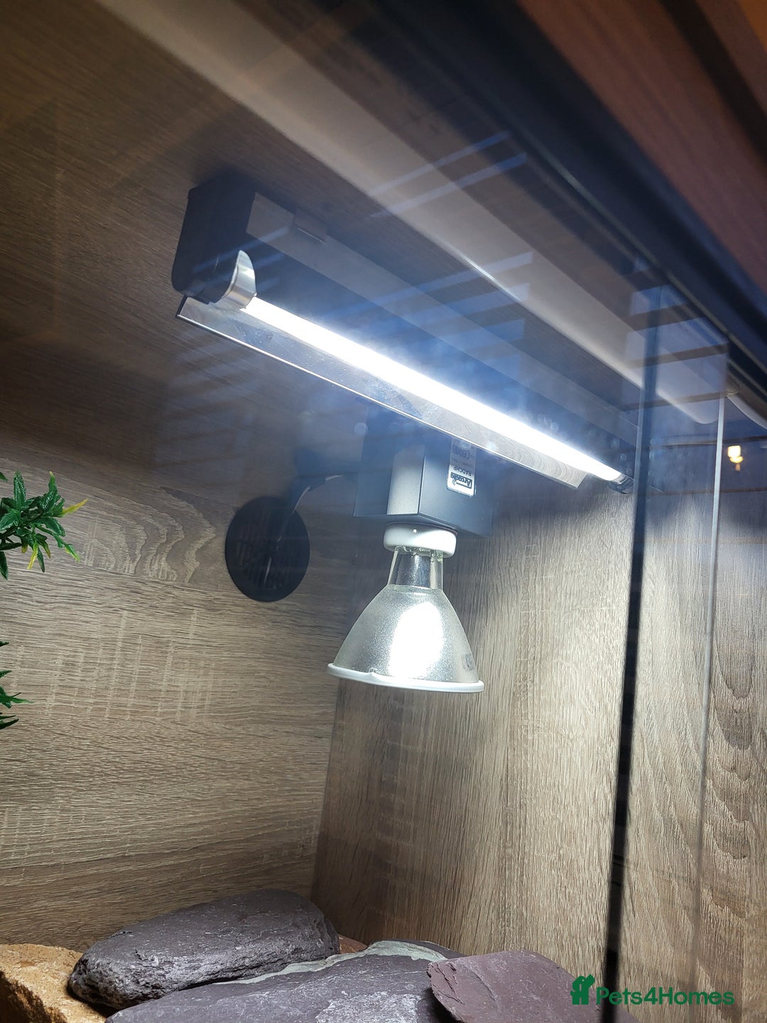 Leopard Gecko reptiles for sale: Leopard gecko  - Advert 7