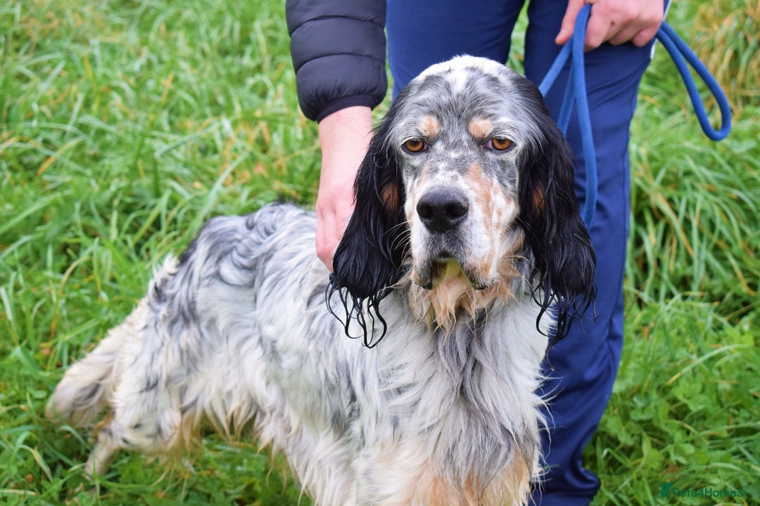 English Setter dogs for adoption: Balto - Advert 9