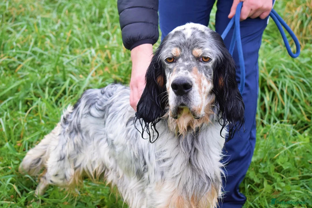 English Setter dogs for adoption: Balto - Advert 9