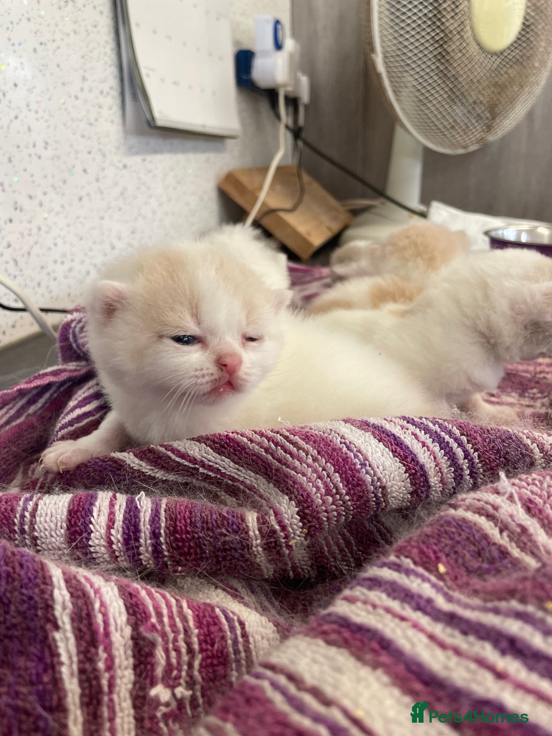 British Shorthair cats for sale: 5  Registered British Shorthair  in Manningtree - Image 15