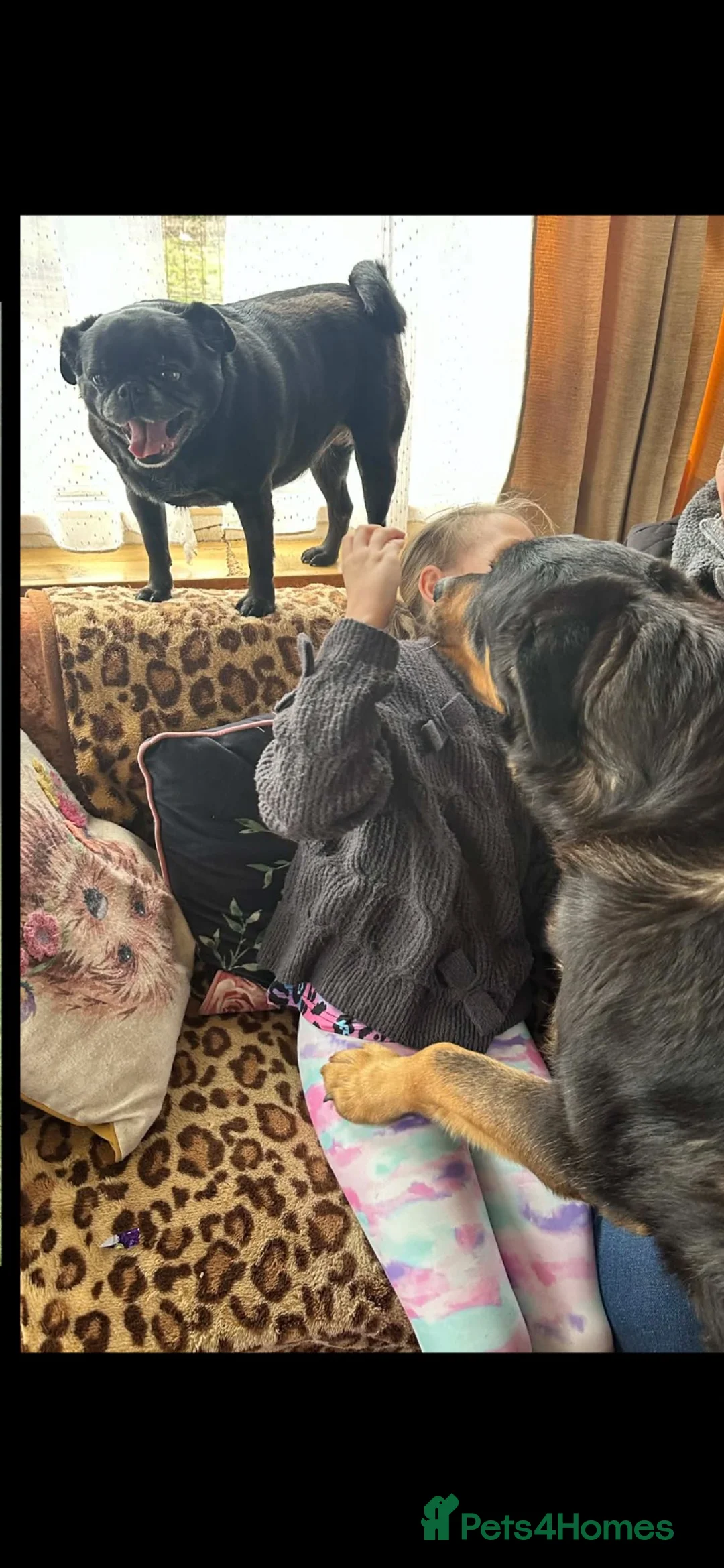 Mixed Breed dogs for sale: Rottweiler x German shepherd male  - Advert 4