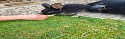 Mini Lion Lop rabbits for sale: Mini Lion Lop - Advert 15