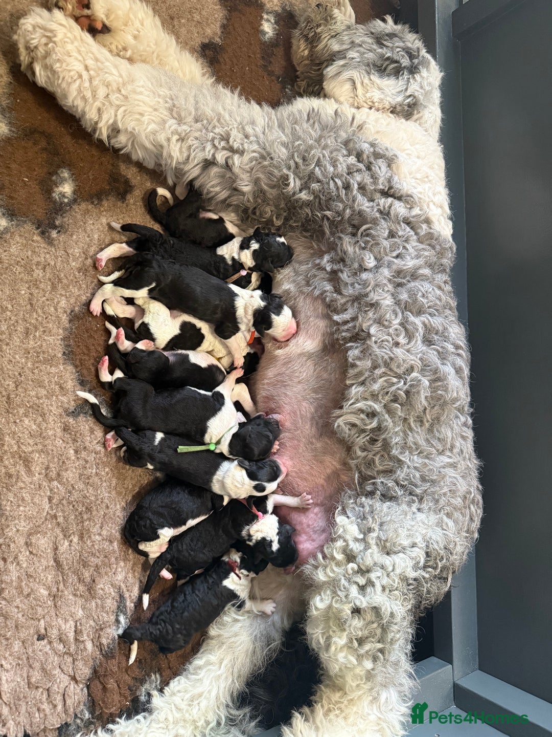 Sheepadoodle dogs for sale: Lovely Litter of F1 Sheepadoodles 5⭐️ license  - Image 2