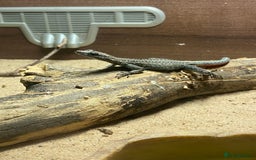 Mixed Breed reptiles for sale: Reptile, invert and amphibian rescue service.  - Image 9