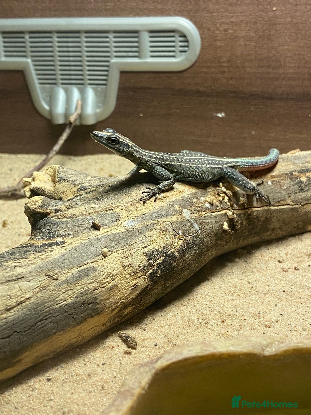Mixed Breed reptiles for sale: Reptile, invert and amphibian rescue service.  - Image 9
