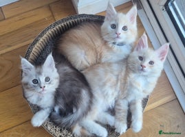 Maine Coon cats GCCF Pedigree Rare Red Shaded Silver Maine Coons - Advert 5