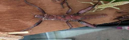 Stick Insects invertebrates for sale: Spiny Stick Insects in Kettering - Advert 9