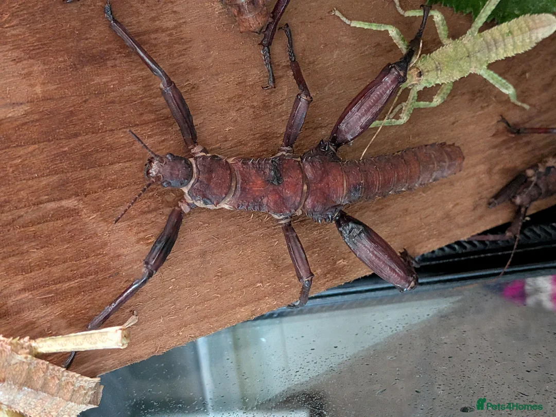 Stick Insects invertebrates for sale: Spiny Stick Insects in Kettering - Advert 9
