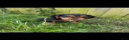 Cocker Spaniel dogs for sale: Top pedigree working cocker spaniel puppies! - Advert 3