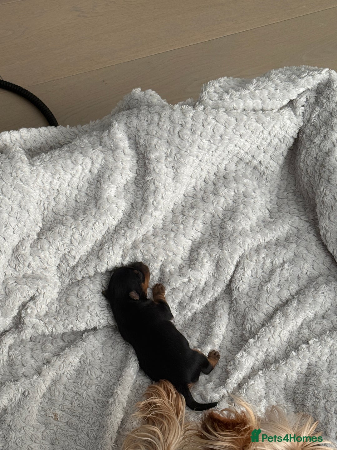 Yorkshire Terrier dogs for sale: Adorable Yorkshire Terrier Puppy for Sale - Image 2