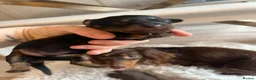 Miniature Dachshund dogs for sale: Miniature dachshunds for sale  - Advert 31