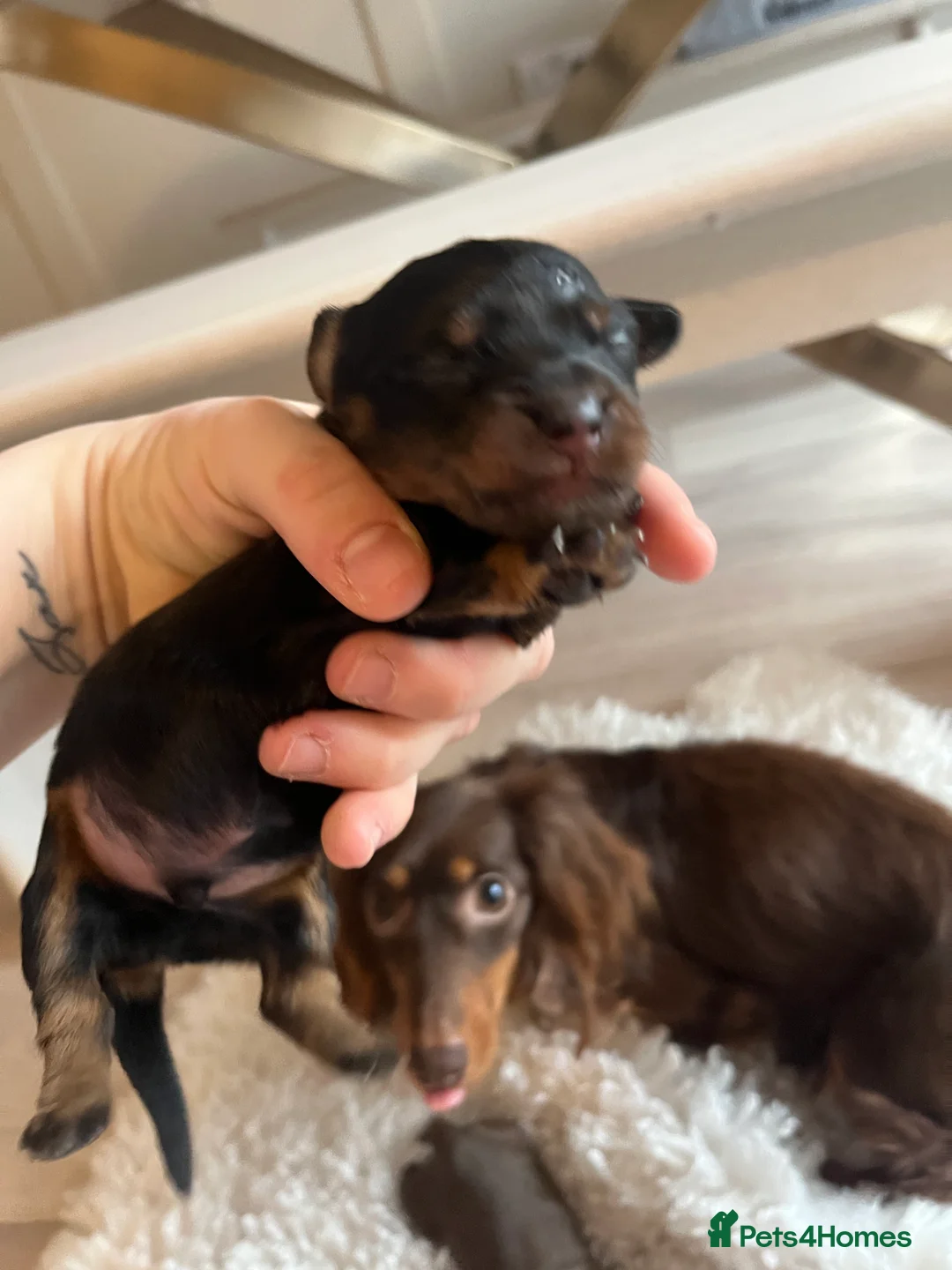 Miniature Dachshund dogs for sale: Miniature dachshunds for sale  - Advert 31