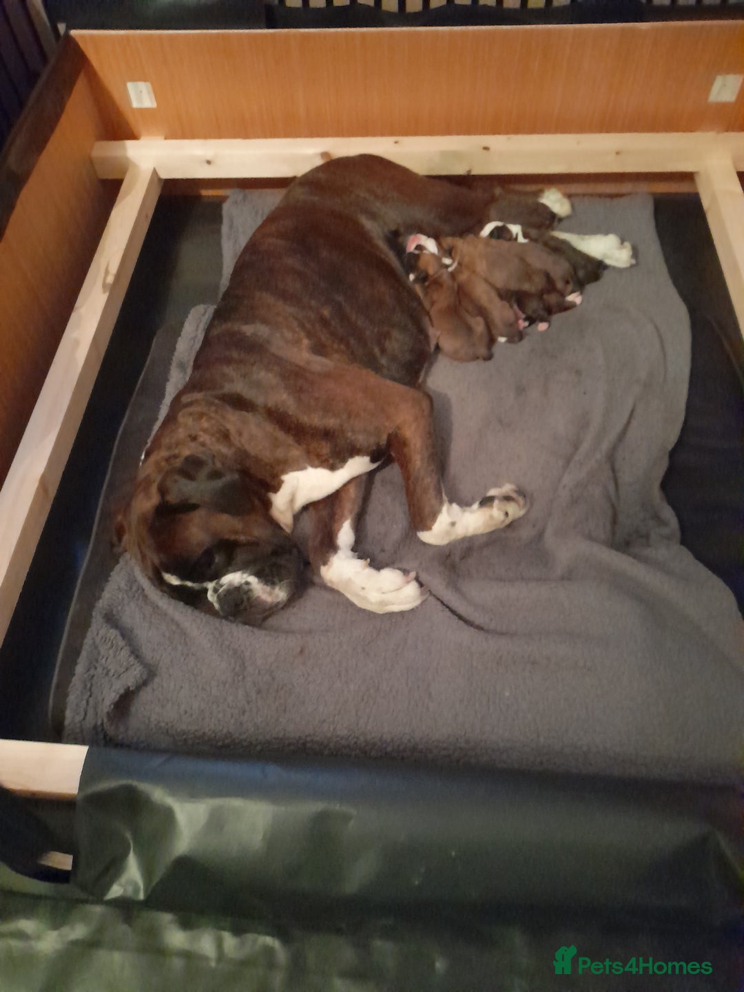 Boxer dogs for sale: Beautiful boxer pups for sale - Advert 2