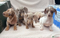 Miniature Dachshund dogs for sale: Fully vac RAINBOW MIX MINI DAXI KC REG PRA CLR - Image 6