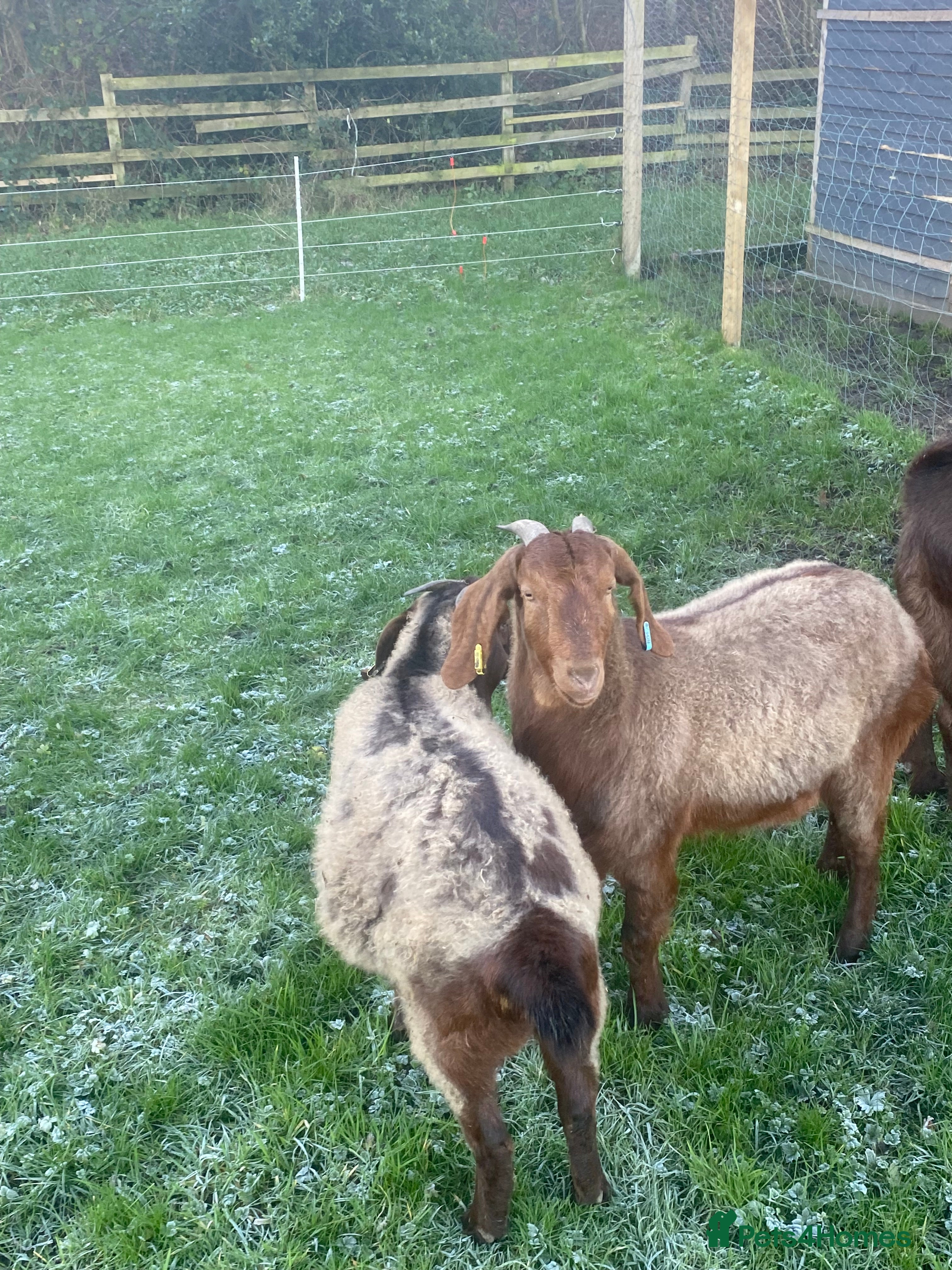 Goats livestock Red Boer goats - Advert 2