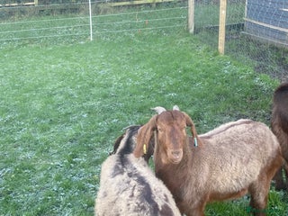 Goats livestock Red Boer goats - Advert 2