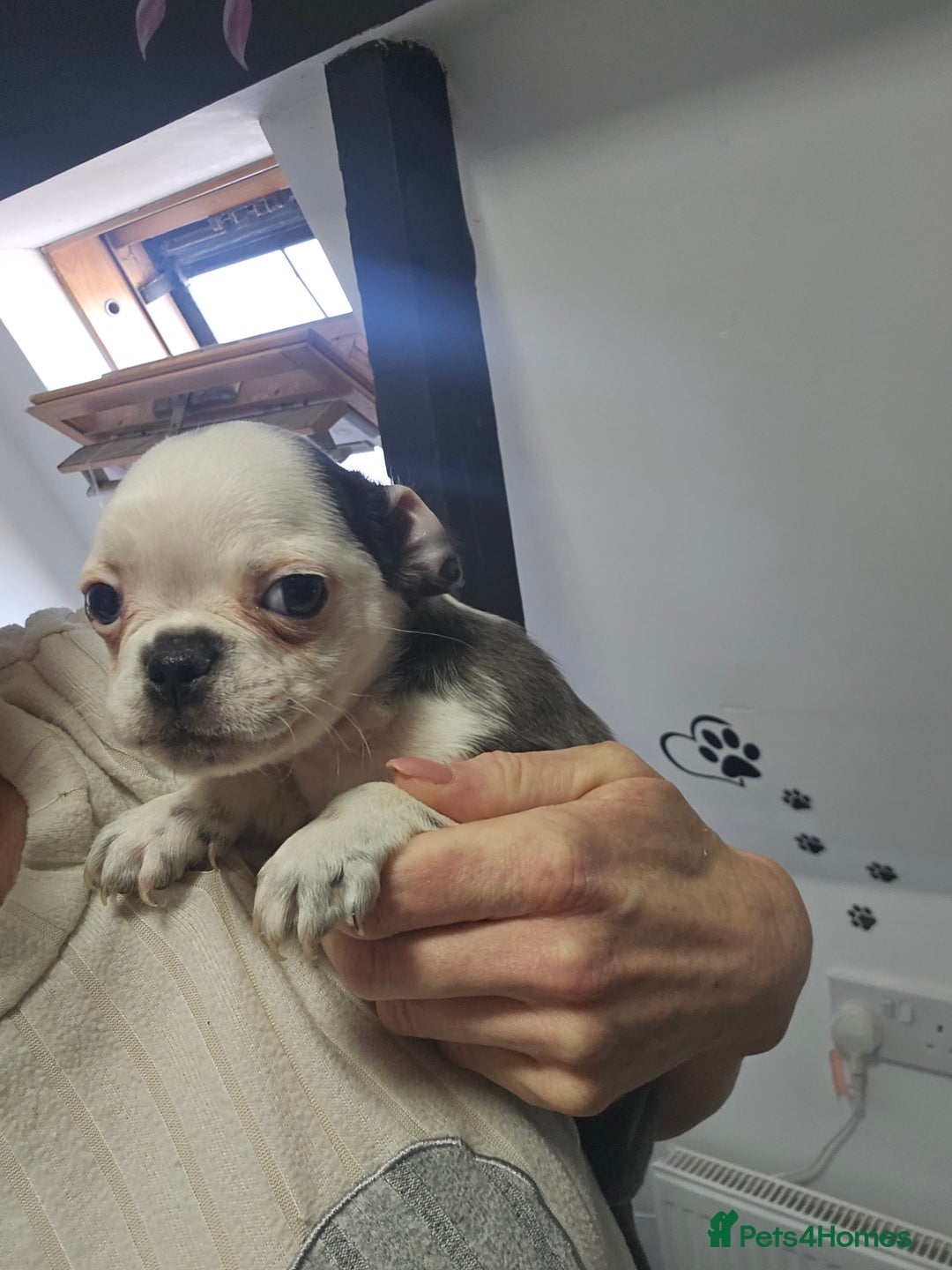 Pug dogs for sale: Stunning quality frug puppies -SOLD - Image 14