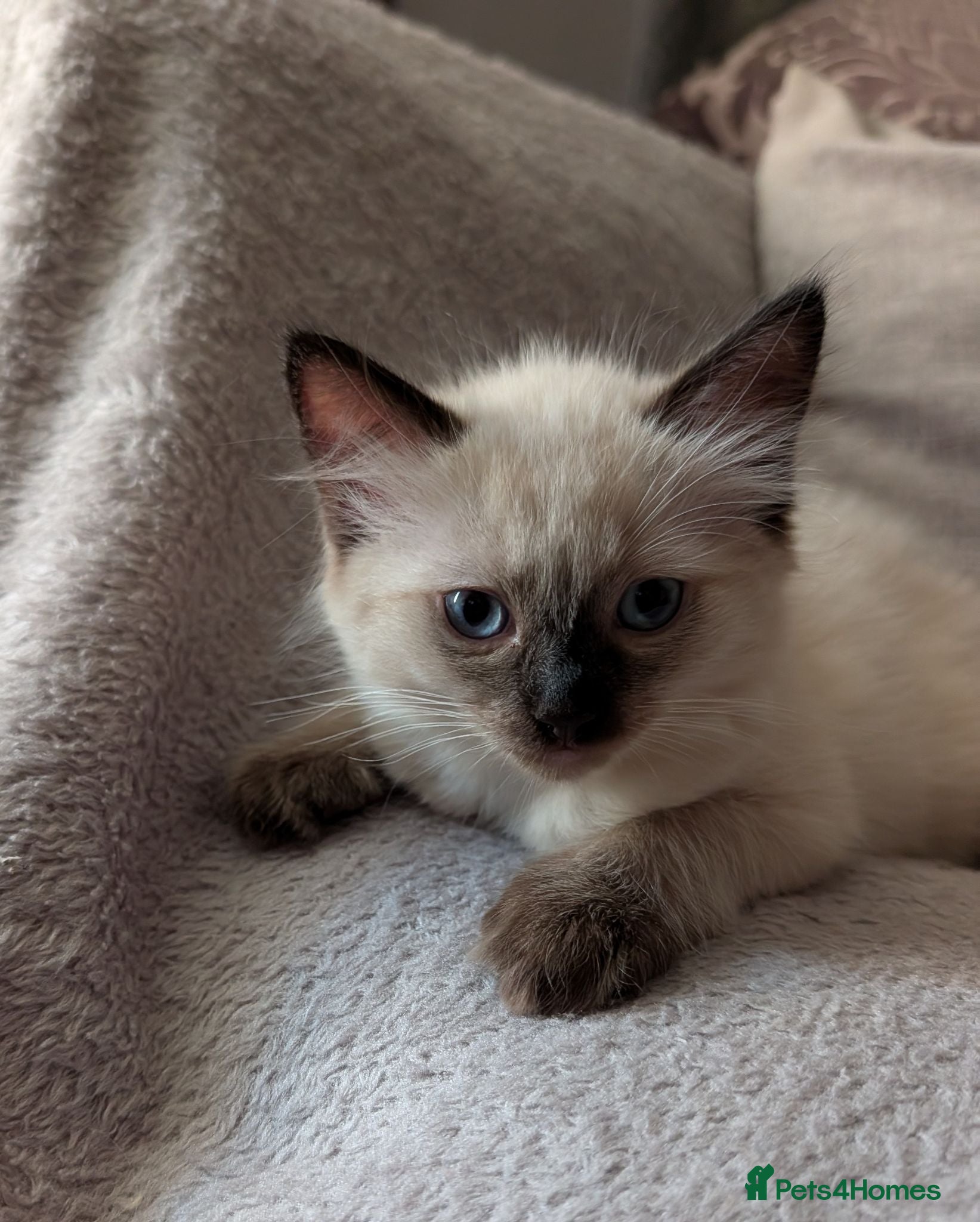 Ragdoll cats beautiful pedigree ragdolls ready to go. - Advert 1