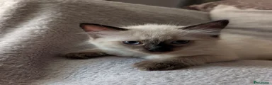 Ragdoll 5