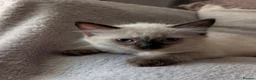 Ragdoll cats for sale: Ready to leave NOW discount price - Advert 10