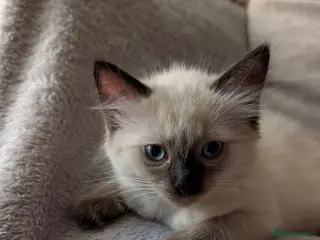 Ragdoll cats beautiful pedigree ragdolls ready to go. - Advert 1